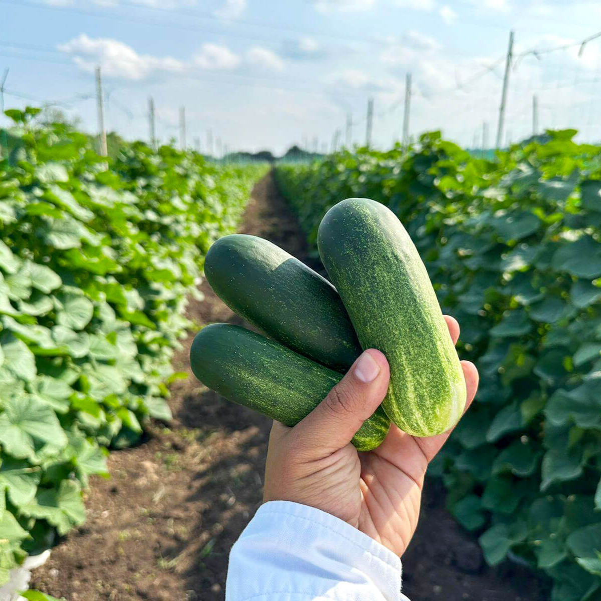 From Farms to Impact: How Every Rick’s Picks Purchase Supports Farming Families